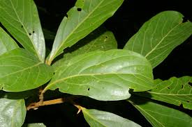 Image result for Ocotea