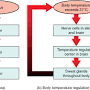 https://en.m.wikipedia.org/wiki/Negative_feedback from en.m.wikipedia.org