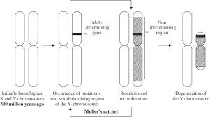 So the only traits that are around 5% of the y chromosome matches pretty well with the x and can recombine there. Y Chromosome An Overview Sciencedirect Topics