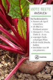 10 Plantadores De Morango Que Economizam Espaco Ideias Plant Ideas Welcome To Blog In 2020 Container Gardening Vegetables Growing Beets Healthy Garden
