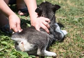 Help There Are Worms In My Dog S Poop What Do I Do