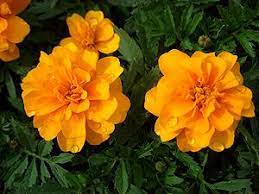 Marigold is a hardy, annual plant belonging to the compositeae family. A Z List Of Roses For All Seasons And Growing Regions Of South Africa
