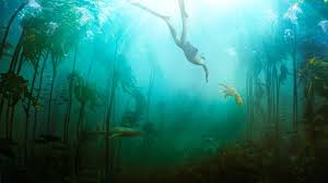 After years of swimming every day in the freezing ocean at the tip of africa, craig foster meets an unlikely teacher a young octopus who displays remarkable curiosity. My Octopus Teacher Netflix Official Site