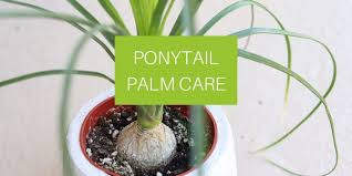You can also put these plants outside as long as the temperatures don't get below 40 degrees fahrenheit. Ponytail Palm Houseplant Care Plantfu