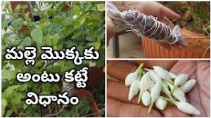 The blossoms go into jasmine enfleurage at the enfleurage guild. Antu Kattadam Ela Herunterladen