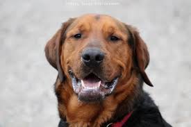Son intelligence et son image de chien le golden retriever est un chien aux origines controversées. Dog For Adoption Buddy A Rottweiler Golden Retriever Mix In Saranac Lake Ny Petfinder
