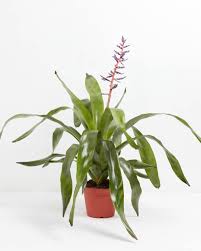 Image result for Aechmea