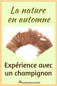 Nature Visualiser Les Spores Des Champignons Champignon Activite Manuelle Automne Experience Facile
