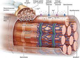 10 8 Skeletal Muscle Fiber At Rest Medical Anatomy Anatomy And Physiology Medical School Essentials