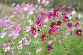 Pin On Cosmos