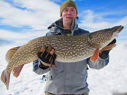 Pike Fishing Guide in Colorado
