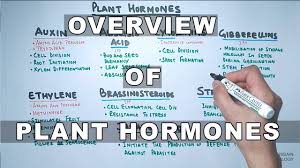 Plant Hormones Types And Functions Youtube
