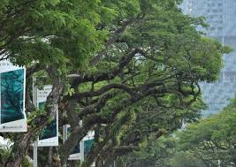 We truly believe that raintrees kindergarten is the best thing. S Pore S Tree Of Life Singapore News Asiaone