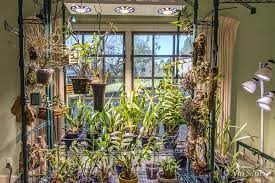 For best results, it's recommended to use led grow lights because this type of artificial lighting is not that harsh on the plants, as compared with other types of artificial lighting, such as hid lights or fluorescent tubes. The Indoor Sun Growing Orchids Under High Intensity Led Grow Lights