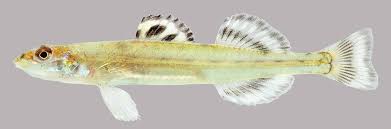 Image result for Peddiea fischeri