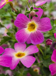 Image result for Jamesbrittenia