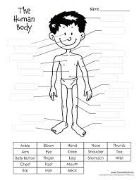 Worksheets offer a relatively inexpensive and fun way to educate students about the many organs, the parts of the body that they affect, and the functions they perform. Free Printable Human Body Diagram For Kids Labeled And Unlabeled