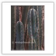 Hello everybody, i am new to this site. Cereus Peruvianus Peruvian Apple Cactus Seeds Plants Dried Herbs