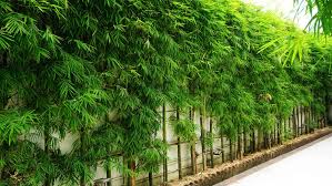 How to Plant and Care for Bamboo Outdoors | Angi