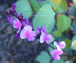Check spelling or type a new query. Hyacinth Bean Vines Grow Like Magic Dengarden