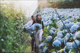 Kết quả hình ảnh cho cẩm tú cầu nhiều màu