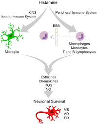 Image result for Histamine