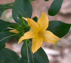 Image result for Barleria superata
