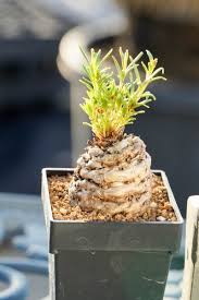 Image result for Aeollanthus subacaulis