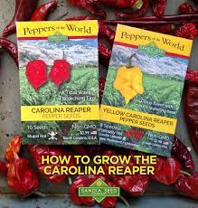 The carolina reaper has a sweet, fruity taste. How To Grow Carolina Reaper Sandia Seed Company