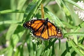 Aqueenly monarch butterfly decorations, 4.72'' orange premium artificial monarch butterfly to decorate for craft, home, wall, wedding, party (12 pcs) 4.7 out of 5 stars. How To Decorate Fake Cakes Raising Monarch Butterflies Monarch Butterfly Edible Butterfly