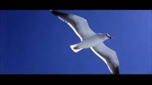 It was diamond's ninth studio album, and. Neil Diamond Jonathan Livingston Seagull Complete Version Live 1976 Youtube