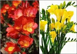 Pin On Freesia Bulbs