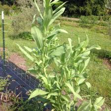 Image result for Lactuca indica