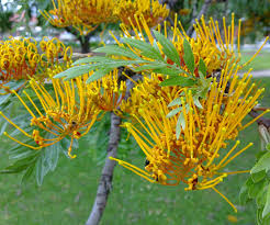 Maybe you would like to learn more about one of these? Silky Oaks Backyard Buddies