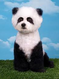 Extreme Animal Paint Jobs Panda Popular Trend In Chna Panda Dog Dog Groomers Dog Trends