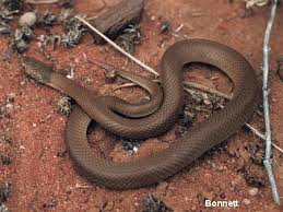 Roxby Downs South Australia Downs South Australia Snake