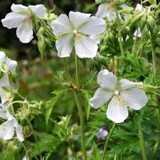 Image result for Geranium ocellatum