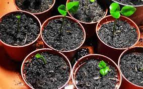 Depending on the cultivar, freshness of the seed and growing conditions, fruit production from. How To Grow A Lemon Tree From Seed Step By Step Guide