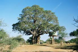 Image result for Adansonia digitata