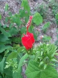 Beautiful Red Flowers In Bloom Along The Trail Picture Of Mckinney Falls State Park Austin Tripadvisor