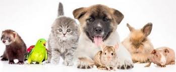 Mascotas para niños - Beneficios y tipos de animales mas adecuados