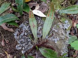 Image result for Pleopeltis macrocarpa