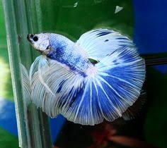 About 40% of these are aquariums, 0% are decorations & ornaments, and 0% are aquariums equipments. 500 Beautiful Beta Fish Ideas In 2021 Beta Fish Fish Betta