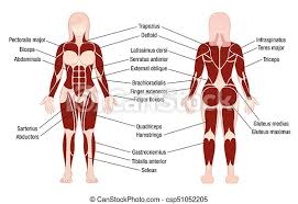 Skeletal muscles can be found in all areas of your body. Muscles Chart Description Muscular Body Woman Muscle Chart With Accurate Description Of The Most Important Muscles Of The Canstock