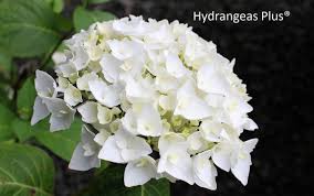 Maybe you would like to learn more about one of these? Pin On Hontensia