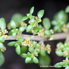 Image result for Pilea microphylla