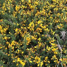 Image result for Ulex minor