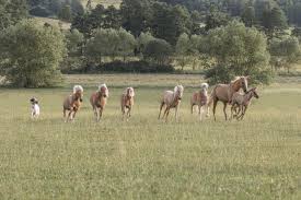 Image result for monika babi%u0161ov 