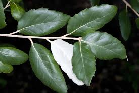 Image result for Quercus suber