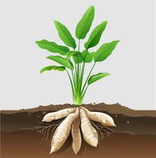 Image result for Maranta arundinacea